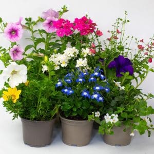 Flowing Bedding Plants