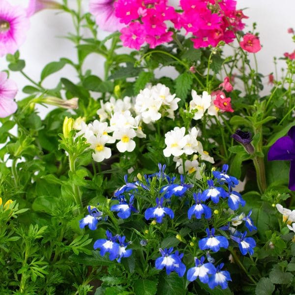 Bedding Plants