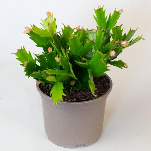 christmas cactus